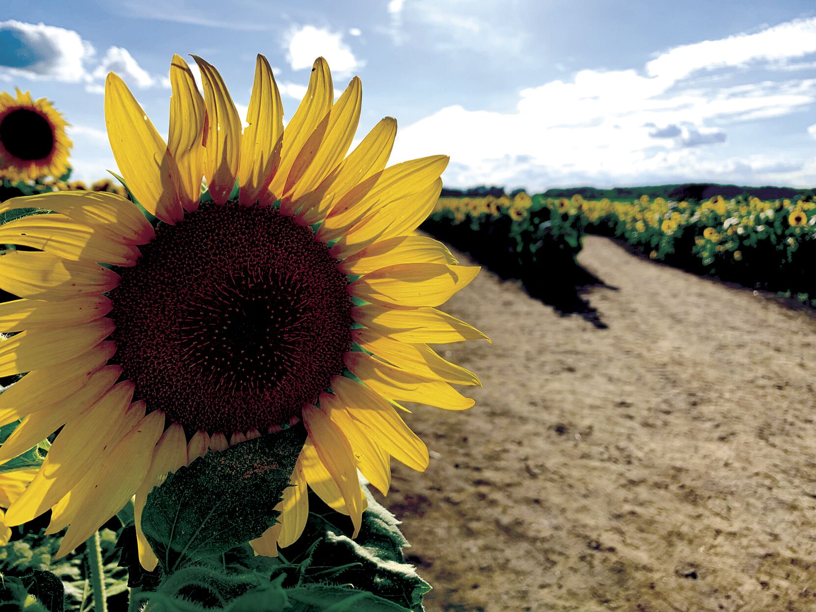 In the maze of sunflowers